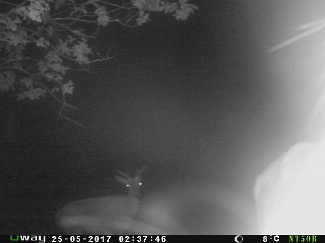 Ce au inregistrat camerele de luat vederi in muntii Romaniei