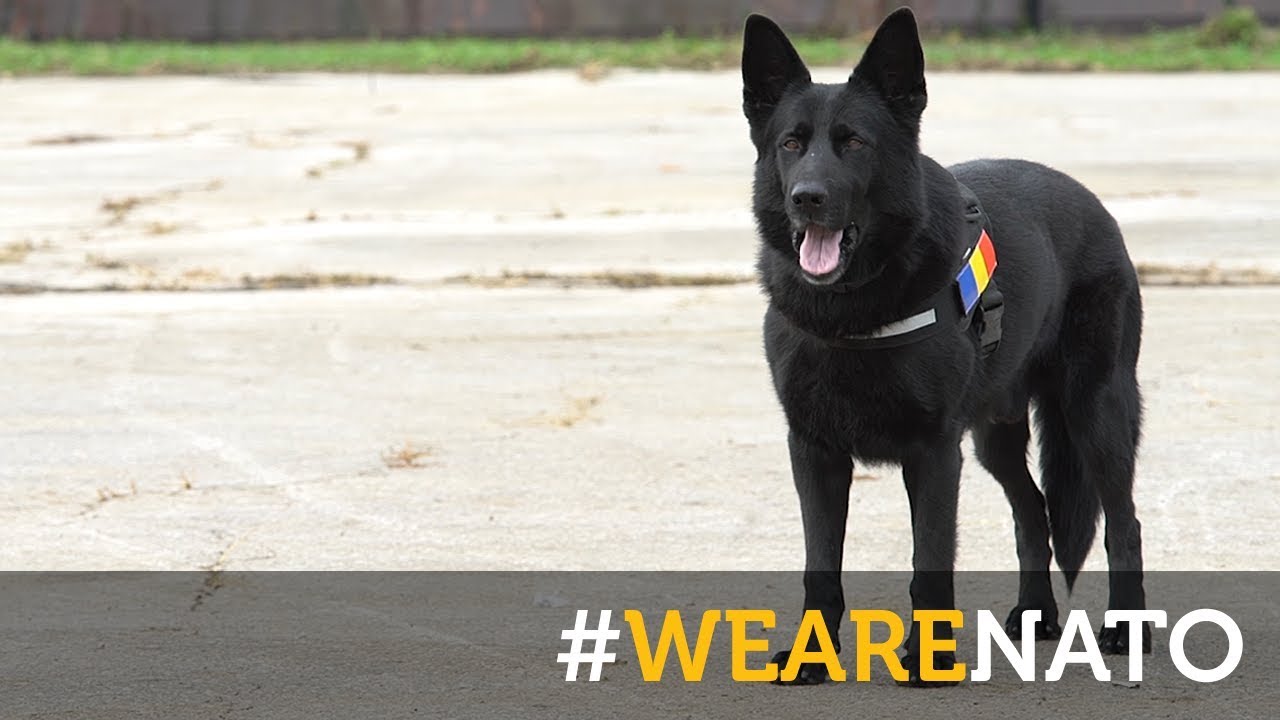 Elogiu emotionant adus cainilor salvatori din Romania