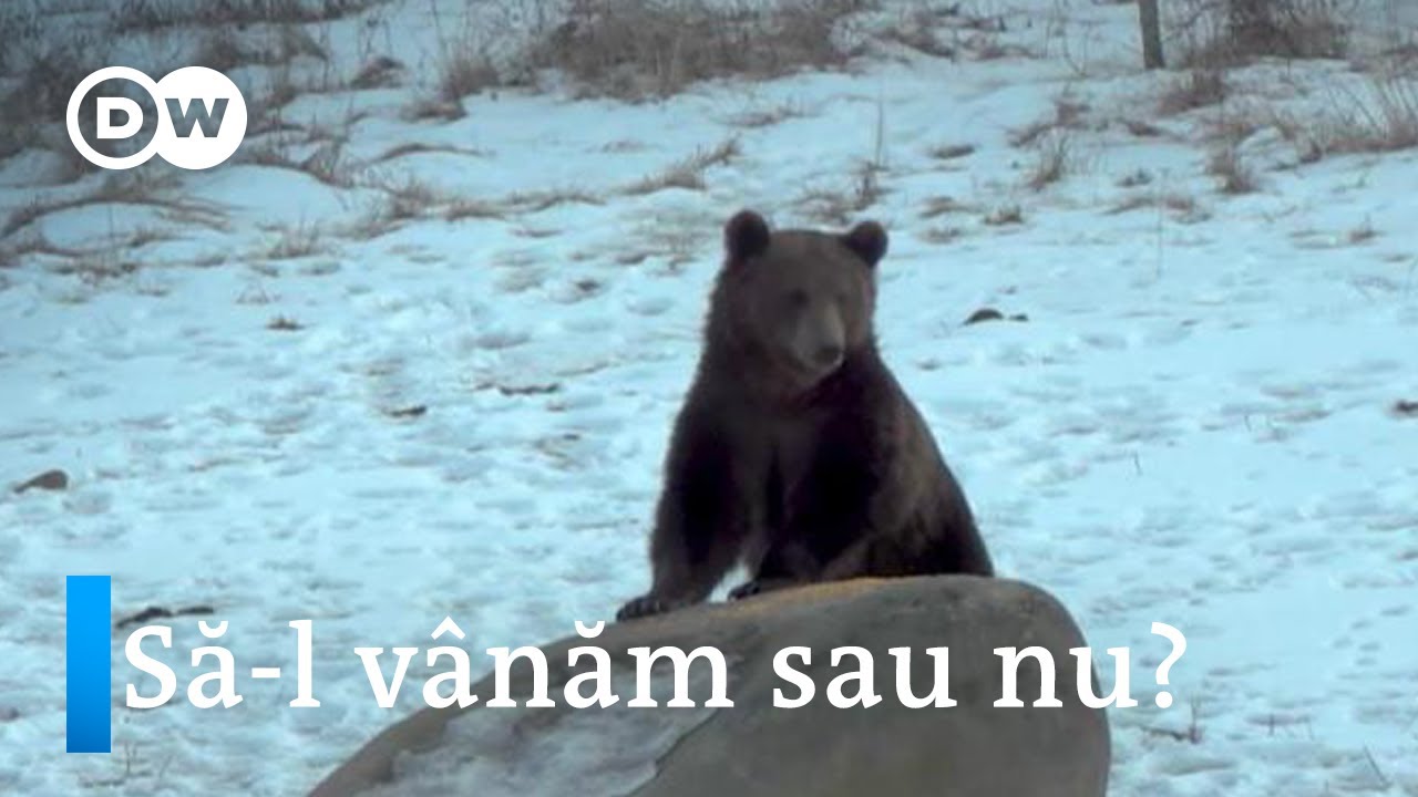 Cand si de ce ataca ursii. Trebuie vanati sau nu?