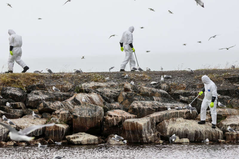 FILE PHOTO: Bird flu outbreak in Vadso