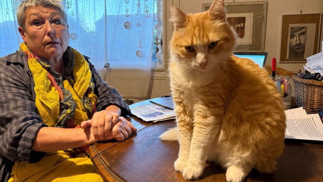 Condamnare de pisică